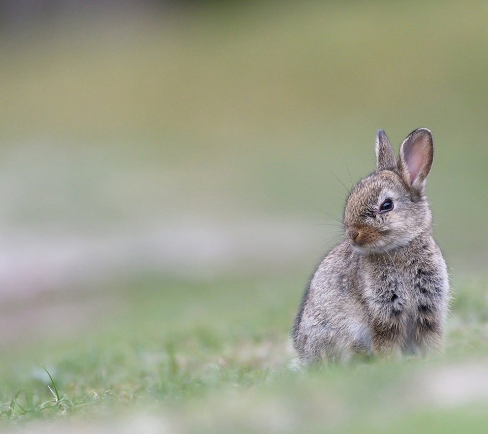 Обои трава, размытость, ушки, кролик, животное, заяц, grass, blur, ears, rabbit, animal, hare разрешение 1920x1200 Загрузить