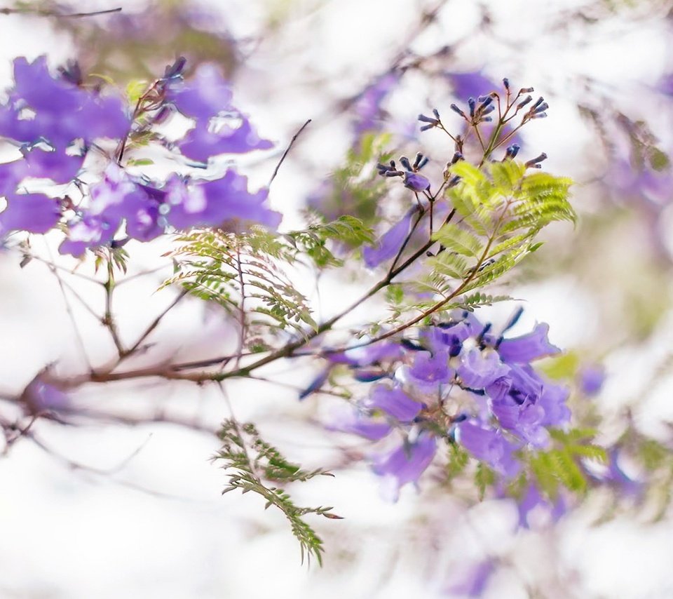 Обои цветы, цветение, листья, ветки, весна, соцветия, жакаранда, flowers, flowering, leaves, branches, spring, inflorescence, jacaranda разрешение 1920x1200 Загрузить