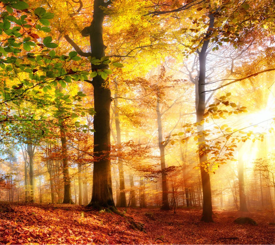 Обои деревья, солнце, природа, лес, лучи, осень, солнечный свет, smileus, trees, the sun, nature, forest, rays, autumn, sunlight разрешение 1920x1200 Загрузить