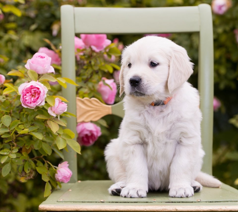 Обои цветы, розы, собака, стул, щенок, золотистый ретривер, flowers, roses, dog, chair, puppy, golden retriever разрешение 2880x1800 Загрузить