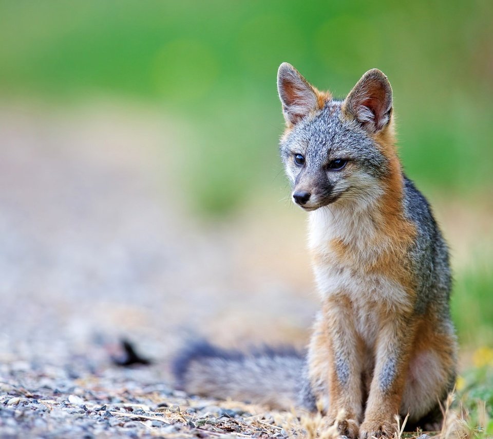 Обои хищник, лисица, хвост, койот, predator, fox, tail, coyote разрешение 1920x1200 Загрузить