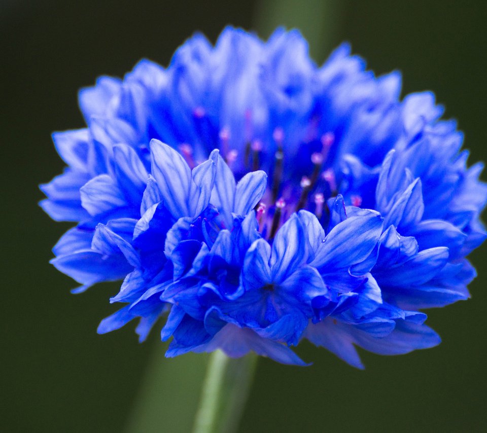 Обои синий, цветок, василек, крупным планом, blue, flower, cornflower, closeup разрешение 3840x2400 Загрузить