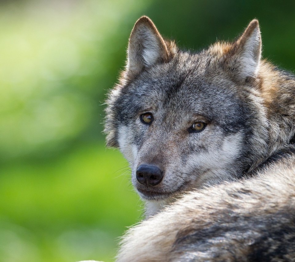 Обои глаза, взгляд, хищник, волк, eyes, look, predator, wolf разрешение 1920x1200 Загрузить