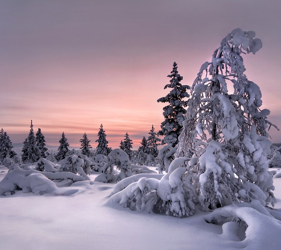 Обои снег, природа, лес, зима, snow, nature, forest, winter разрешение 1920x1200 Загрузить