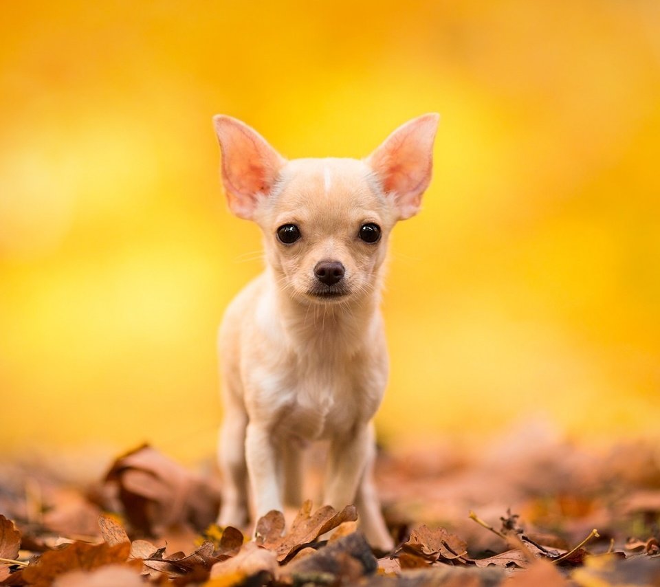 Обои листья, мордочка, взгляд, осень, собака, чихуахуа, leaves, muzzle, look, autumn, dog, chihuahua разрешение 1920x1200 Загрузить