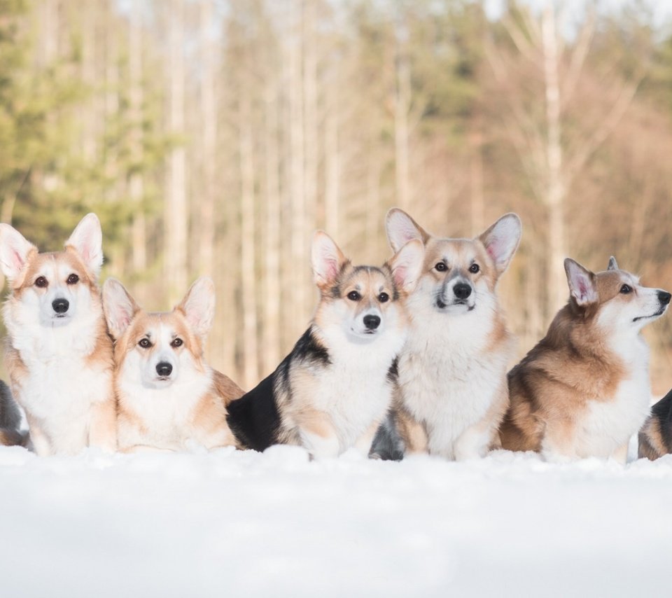 Обои снег, зима, друзья, собаки, вельш-корги, корги, пемброк, snow, winter, friends, dogs, welsh corgi, corgi, pembroke разрешение 1920x1080 Загрузить