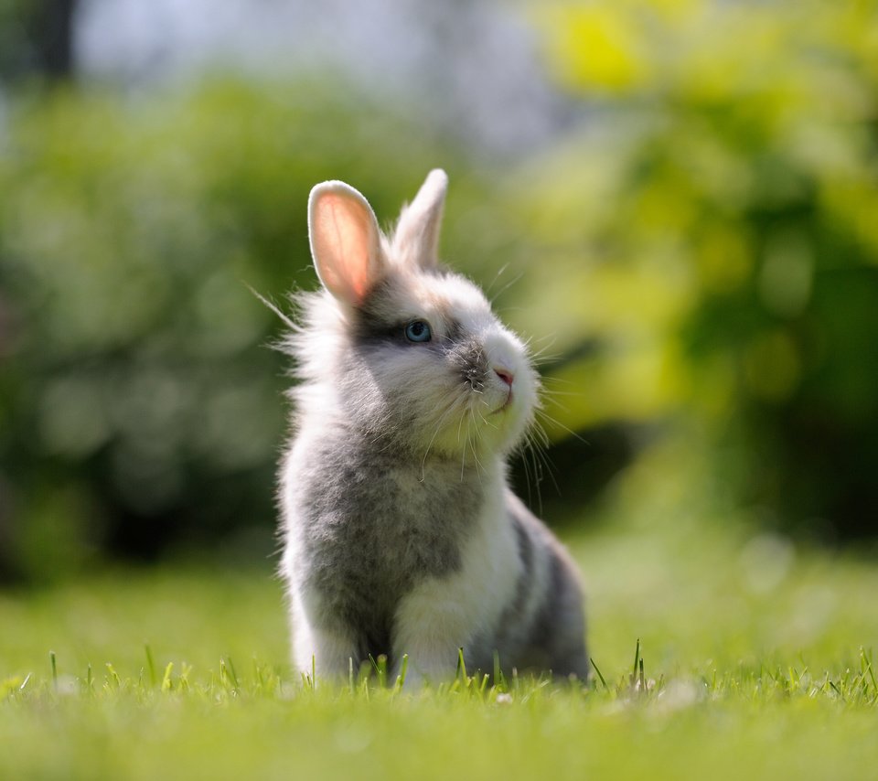 Обои трава, мордочка, взгляд, кролик, заяц, зайка, grass, muzzle, look, rabbit, hare, bunny разрешение 3840x2400 Загрузить