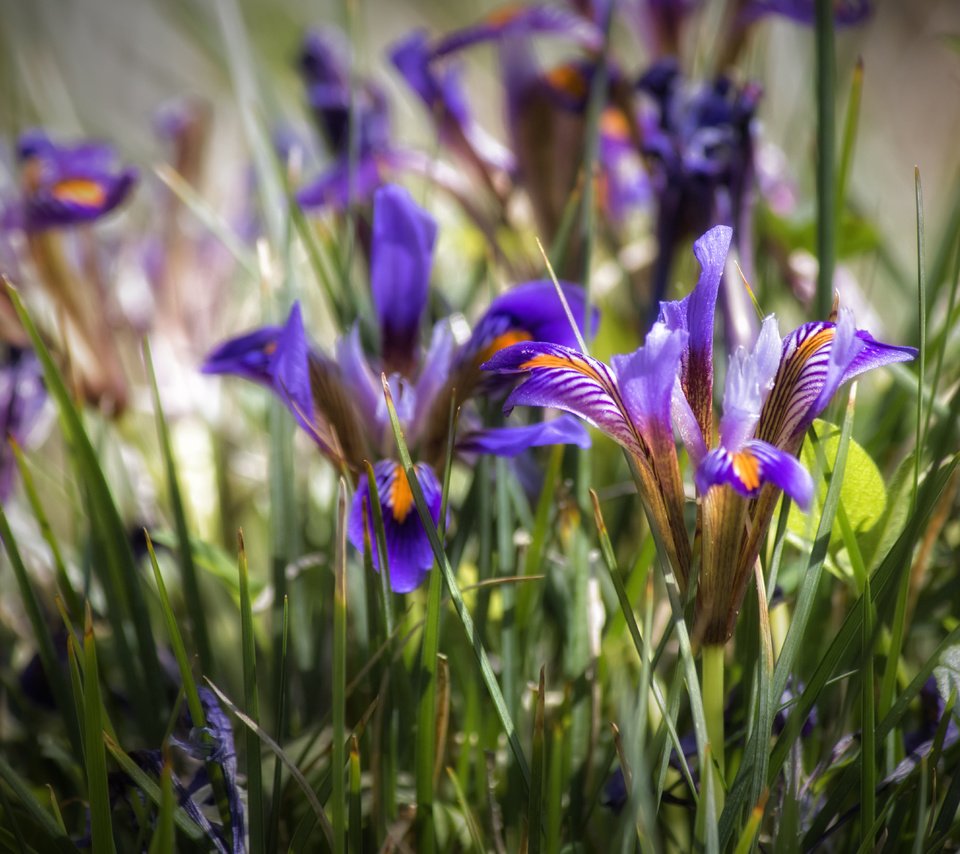 Обои цветы, трава, лепестки, ирисы, ирис, theophilos papadopoulos, flowers, grass, petals, irises, iris разрешение 5745x3830 Загрузить