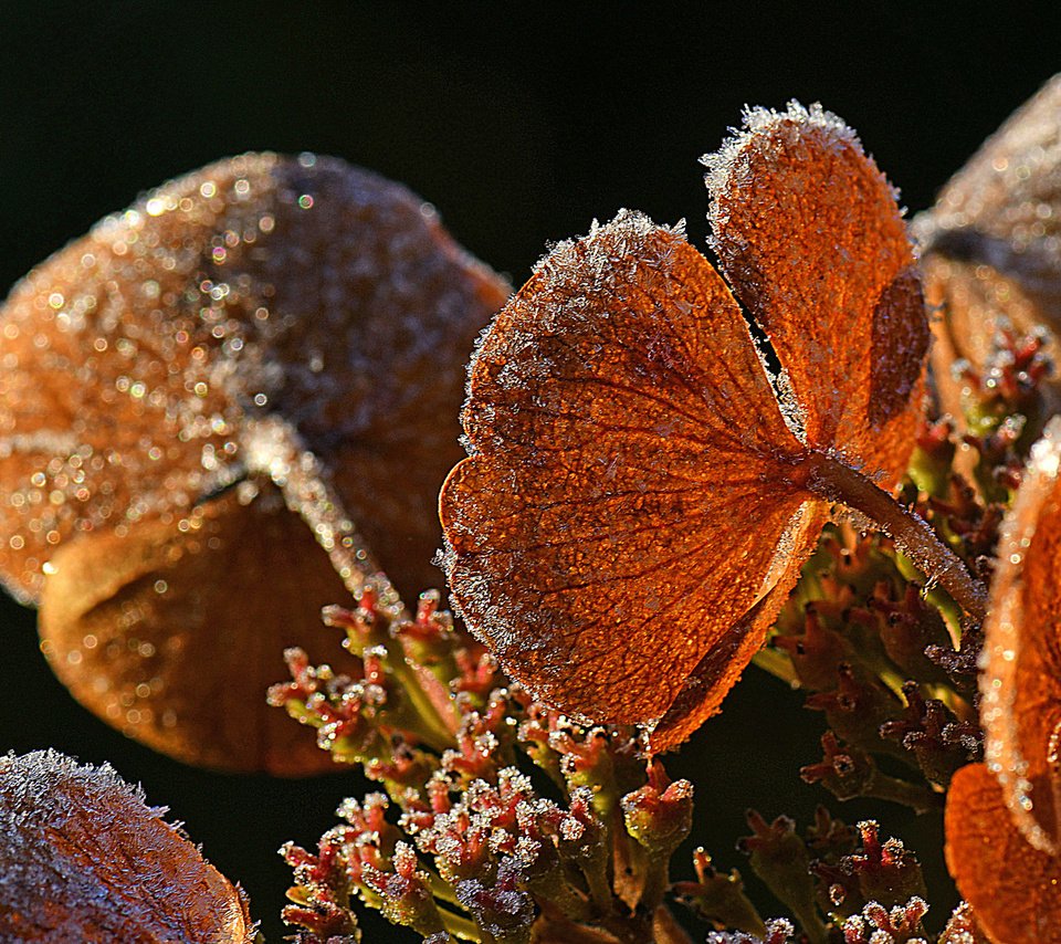 Обои природа, растения, листья, иней, черный фон, nature, plants, leaves, frost, black background разрешение 2048x1154 Загрузить