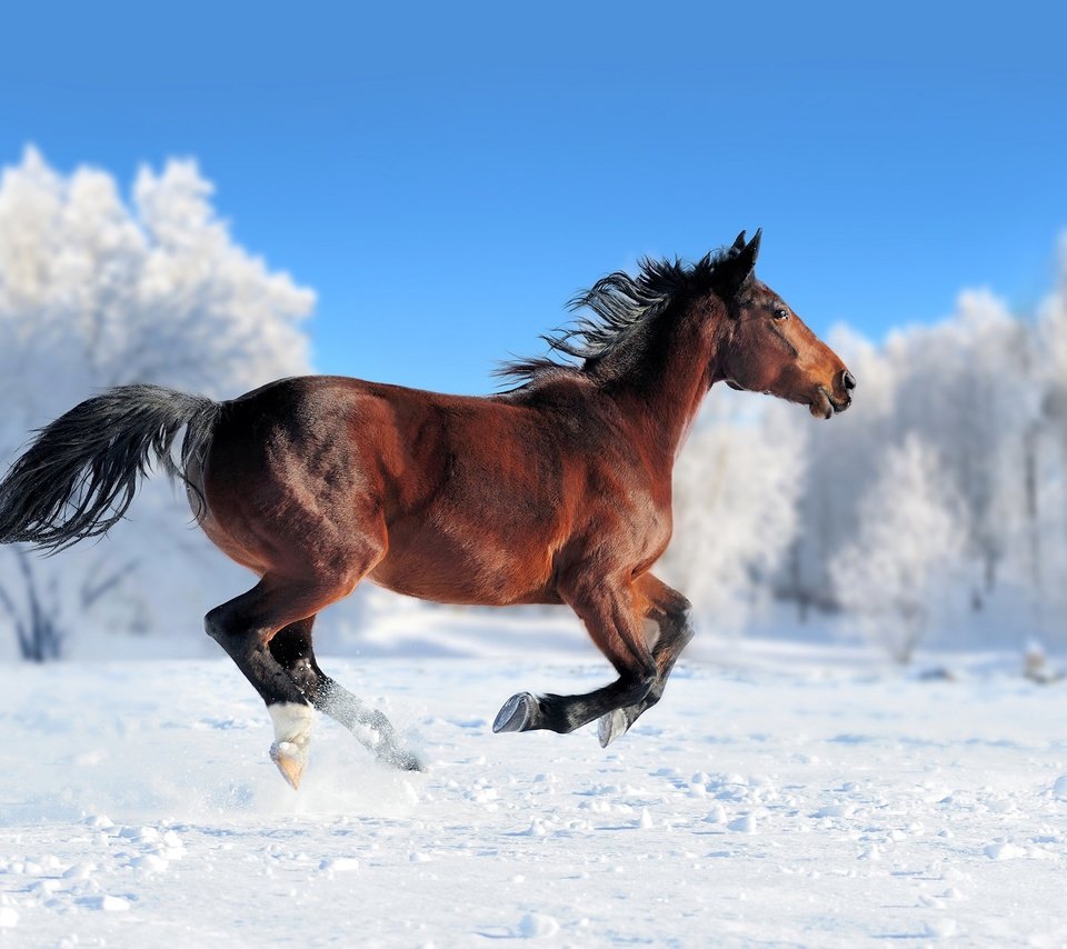Обои лошадь, снег, зима, конь, грива, бег, хвост, horse, snow, winter, mane, running, tail разрешение 2560x1600 Загрузить