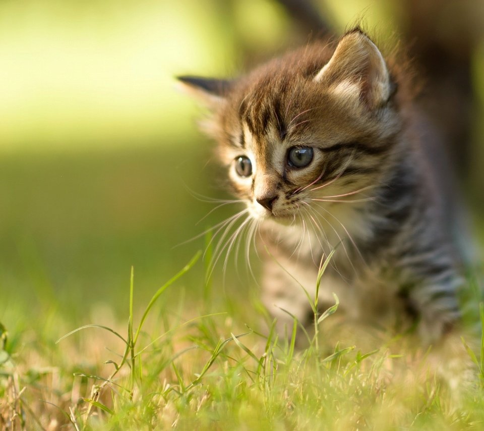 Обои трава, кот, мордочка, усы, кошка, взгляд, котенок, grass, cat, muzzle, mustache, look, kitty разрешение 1920x1200 Загрузить