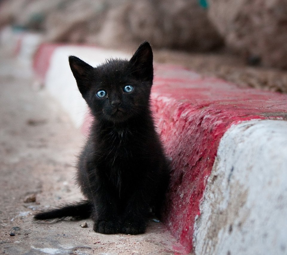Обои кот, мордочка, усы, кошка, взгляд, котенок, черный, cat, muzzle, mustache, look, kitty, black разрешение 1920x1200 Загрузить