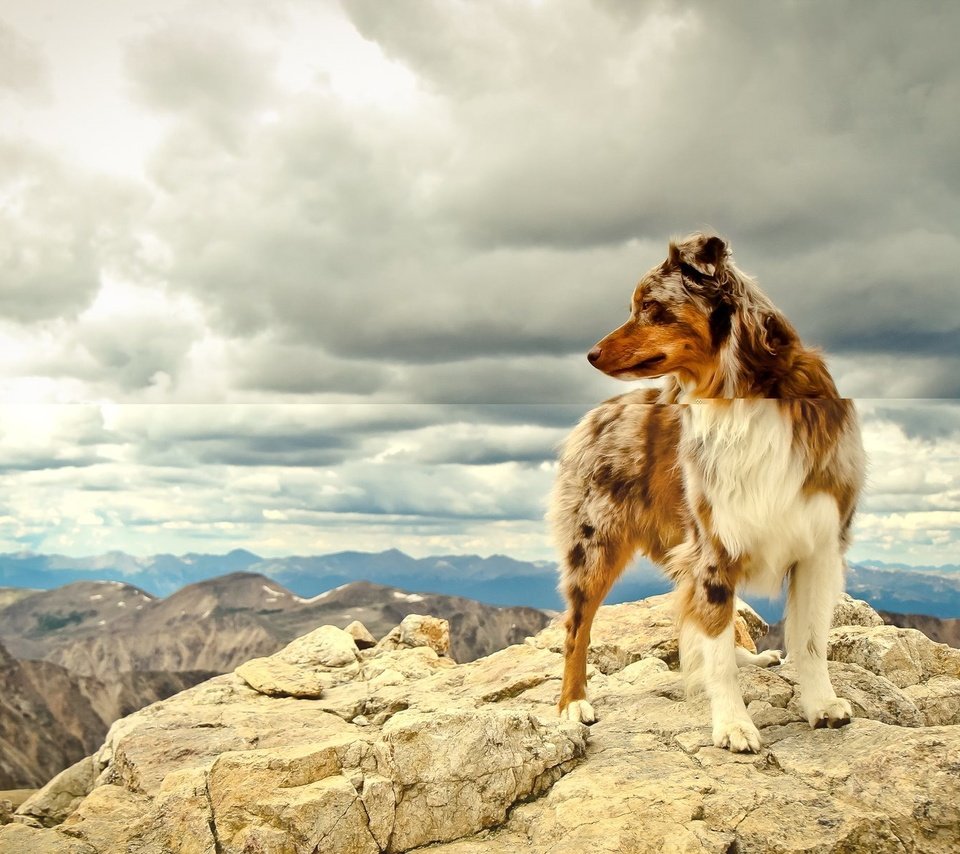 Обои небо, облака, горы, собака, австралийская овчарка, the sky, clouds, mountains, dog, australian shepherd разрешение 1920x1200 Загрузить