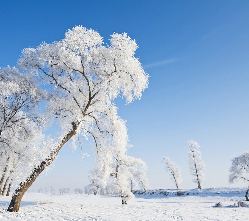 Обои небо, деревья, природа, зима, пейзаж, иней, the sky, trees, nature, winter, landscape, frost разрешение 1920x1200 Загрузить