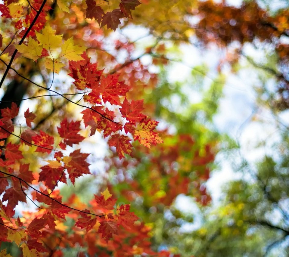 Обои листья, макро, ветки, осень, leaves, macro, branches, autumn разрешение 1920x1200 Загрузить
