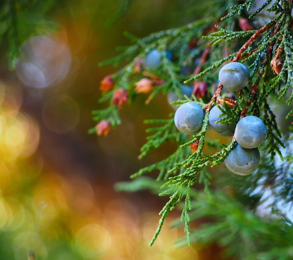 Обои макро, ветки, ягоды, плоды, можжевельник, macro, branches, berries, fruit, juniper разрешение 3840x2160 Загрузить