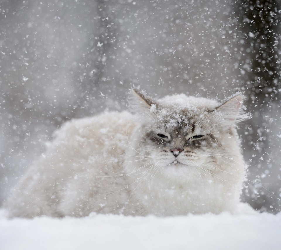 Обои снег, зима, кот, мордочка, усы, кошка, взгляд, снегопад, snow, winter, cat, muzzle, mustache, look, snowfall разрешение 2880x1800 Загрузить