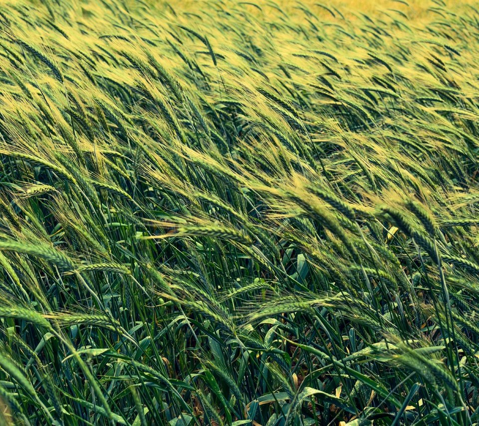 Обои поле, колосья, пшеница, злаки, ячмень, field, ears, wheat, cereals, barley разрешение 6000x4000 Загрузить