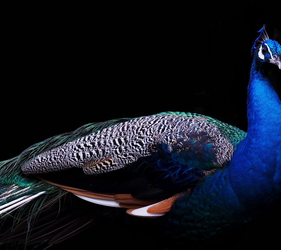 Обои птица, клюв, черный фон, павлин, перья, хвост, bird, beak, black background, peacock, feathers, tail разрешение 3840x2400 Загрузить