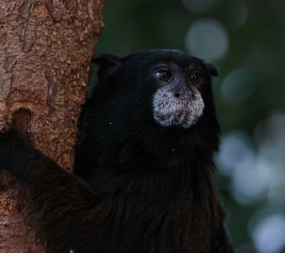 Обои дерево, животное, обезьяна, тамарин, tree, animal, monkey, tamarin разрешение 5472x3648 Загрузить