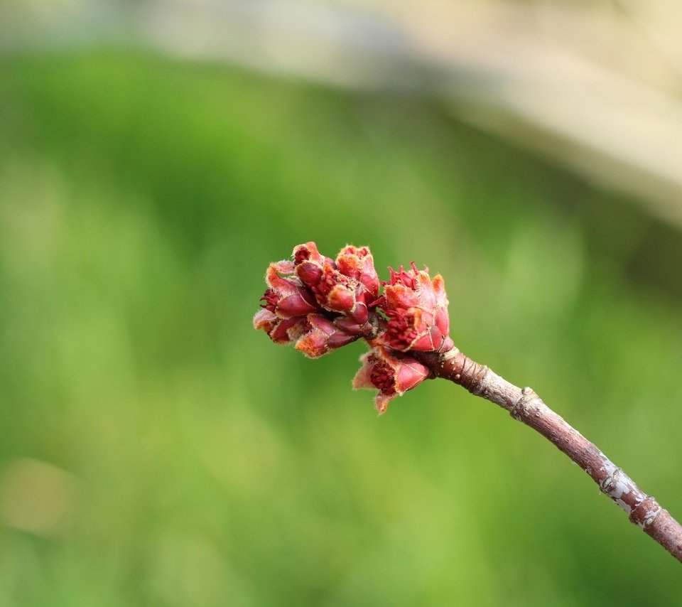 Обои ветка, природа, фон, размытость, весна, почки, branch, nature, background, blur, spring, kidney разрешение 5184x3456 Загрузить