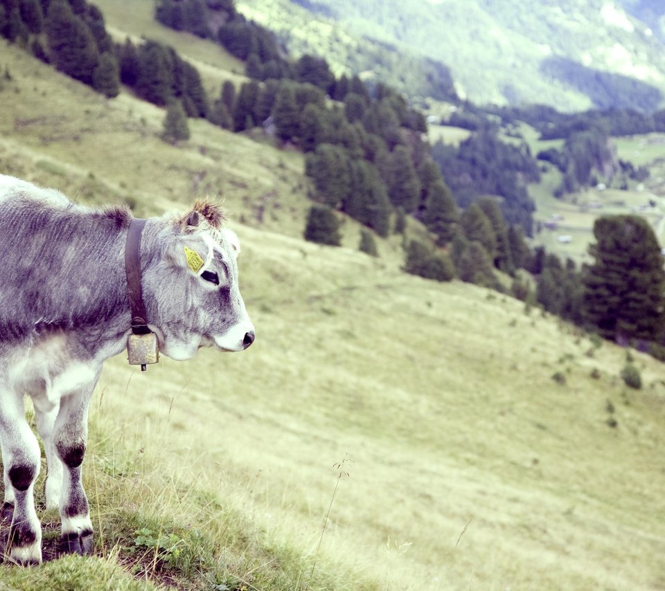 Обои трава, деревья, рога, корова, бык, grass, trees, horns, cow, bull разрешение 4368x2912 Загрузить