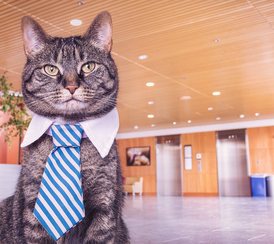 Кот в пиджаке и галстуке арт