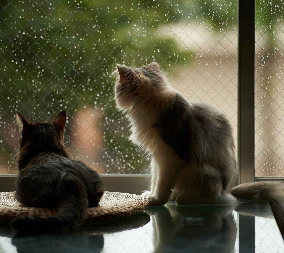 Обои капли, дождь, пушистые, коты, окно, кошки, drops, rain, fluffy, cats, window разрешение 2048x1152 Загрузить