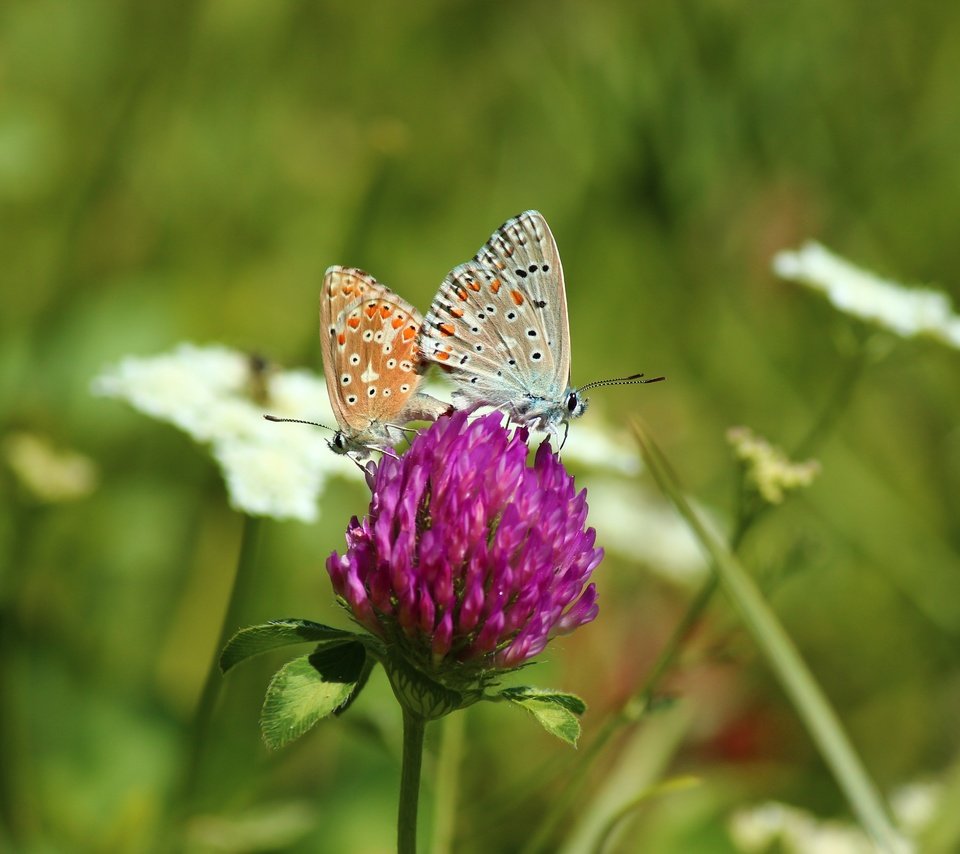 Обои цветы, клевер, насекомые, бабочки, flowers, clover, insects, butterfly разрешение 5184x3456 Загрузить