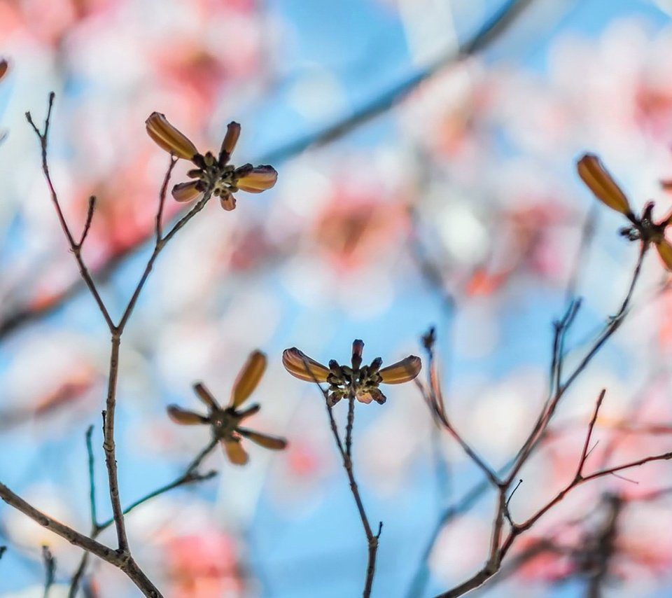 Обои листья, макро, ветки, размытость, leaves, macro, branches, blur разрешение 1920x1080 Загрузить