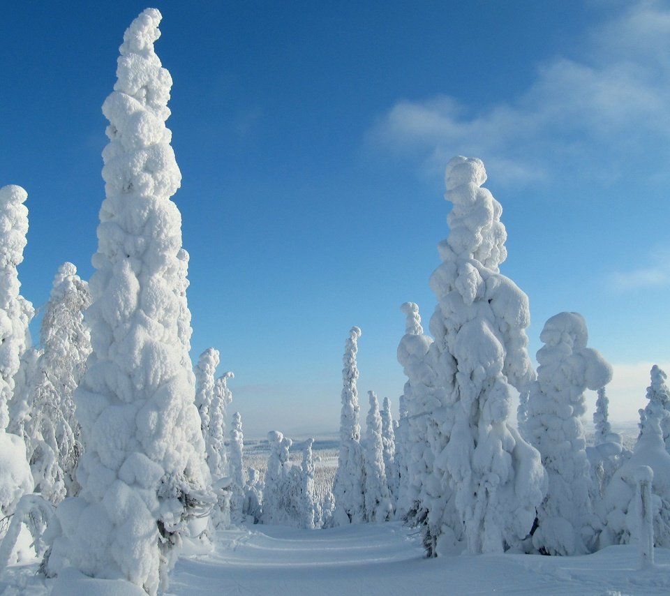 Обои небо, деревья, снег, природа, лес, зима, the sky, trees, snow, nature, forest, winter разрешение 3840x2400 Загрузить