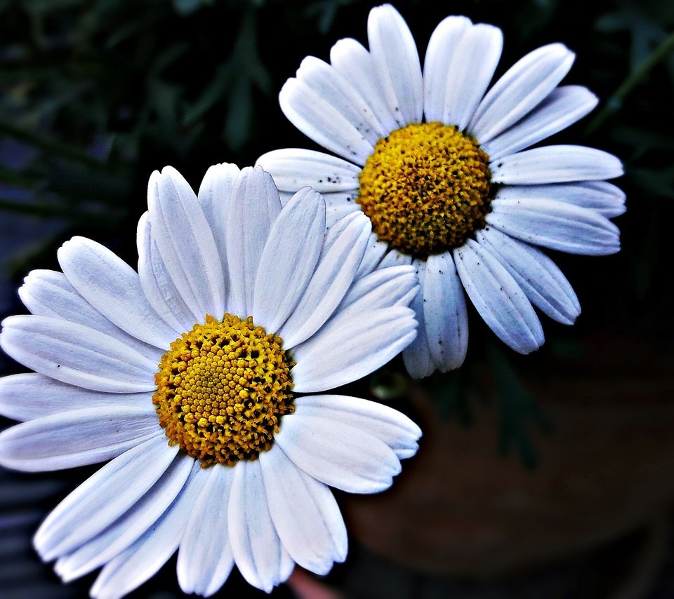 Обои лепестки, ромашки, крупным планом, белые цветы, petals, chamomile, closeup, white flowers разрешение 4128x2322 Загрузить