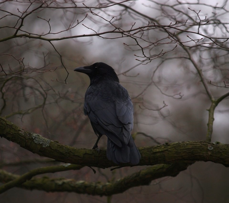 Обои дерево, ветки, птица, клюв, перья, ворон, ворона, tree, branches, bird, beak, feathers, raven, crow разрешение 2048x1536 Загрузить