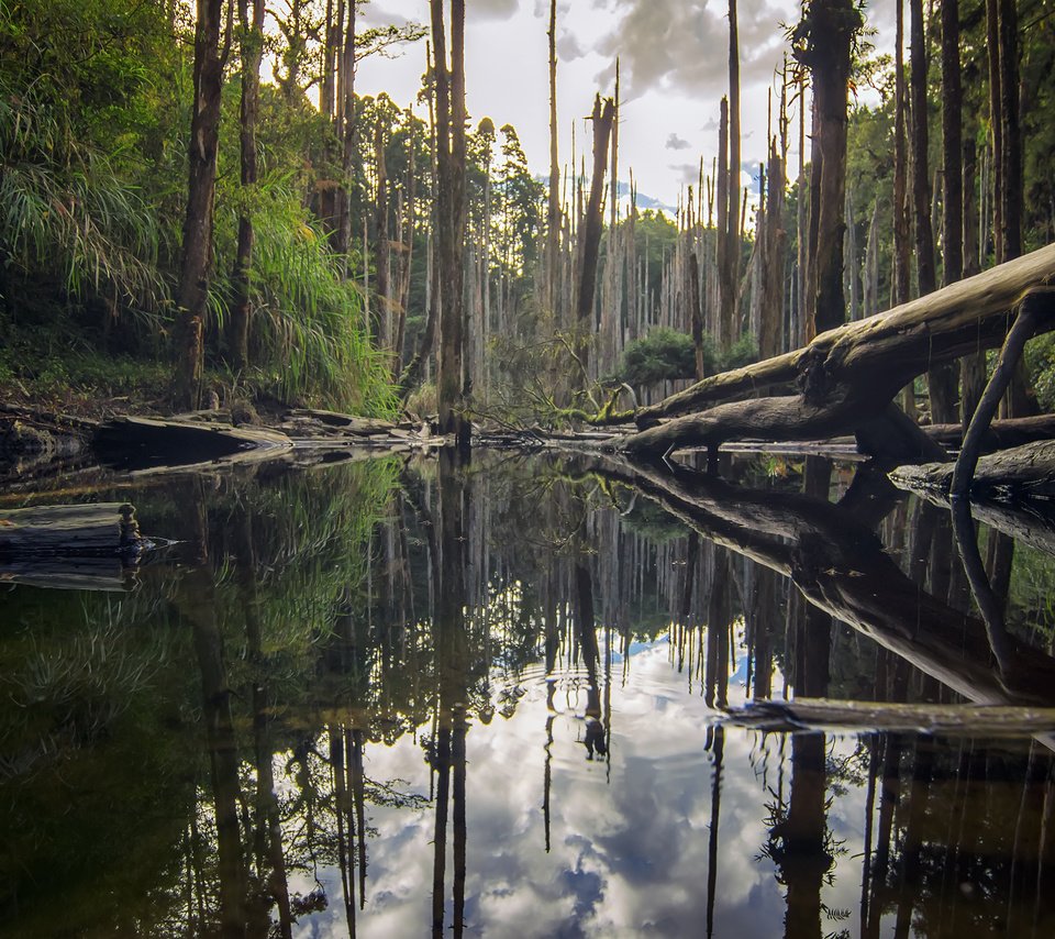 Обои деревья, река, природа, лес, отражение, стволы, бревна, roy_chang, trees, river, nature, forest, reflection, trunks, logs разрешение 2880x1800 Загрузить