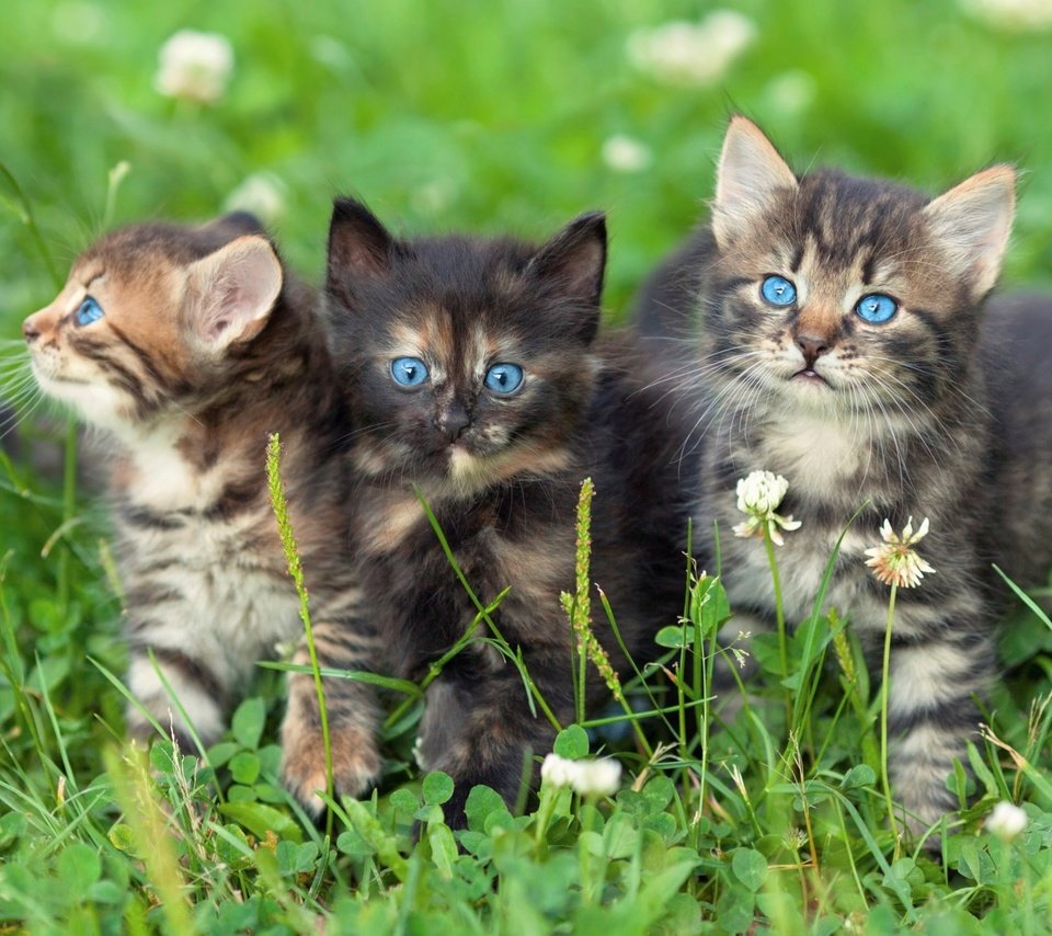 Обои трава, клевер, взгляд, кошки, котята, голубые глаза, мордочки, grass, clover, look, cats, kittens, blue eyes, faces разрешение 1920x1080 Загрузить