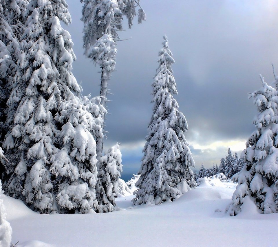 Обои деревья, снег, природа, лес, зима, ели, trees, snow, nature, forest, winter, ate разрешение 1920x1200 Загрузить