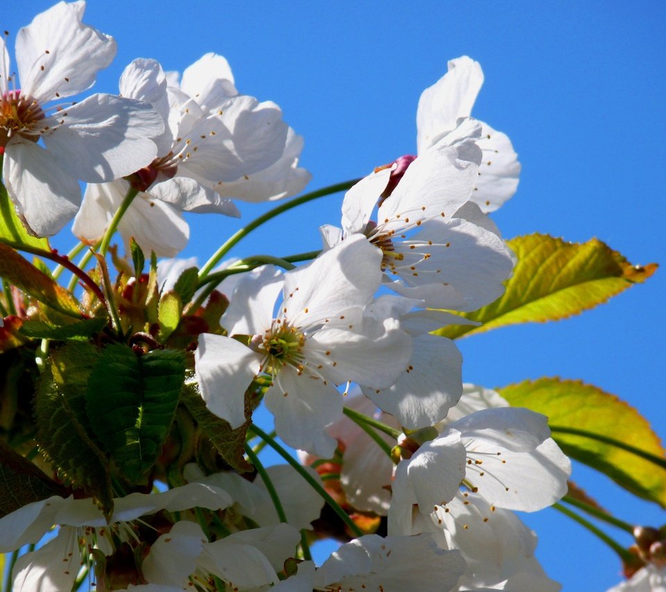 Обои небо, цветы, цветение, лепестки, весна, вишня, the sky, flowers, flowering, petals, spring, cherry разрешение 3648x2736 Загрузить