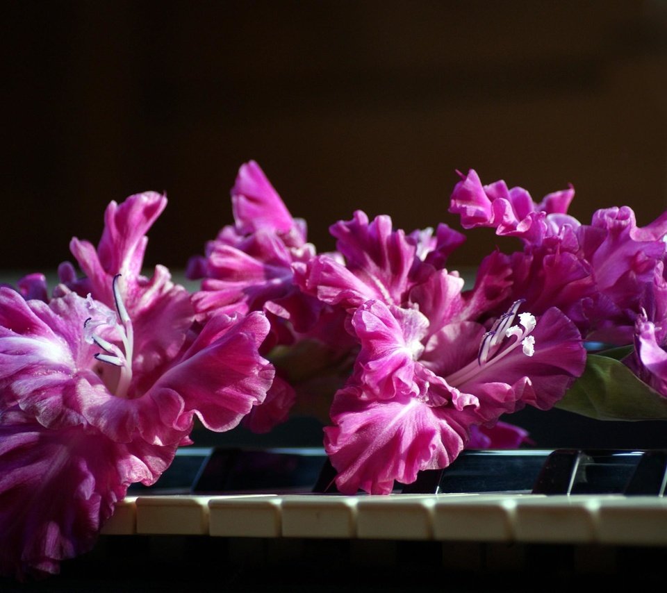 Обои цветы, розовый, пианино, клавиши, гладиолус, flowers, pink, piano, keys, gladiolus разрешение 2590x1715 Загрузить