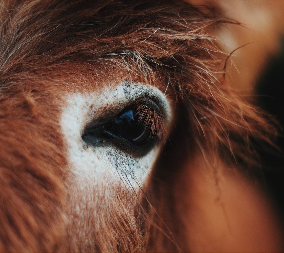 Обои лошадь, глаз, конь, крупным планом, horse, eyes, closeup разрешение 5184x3456 Загрузить