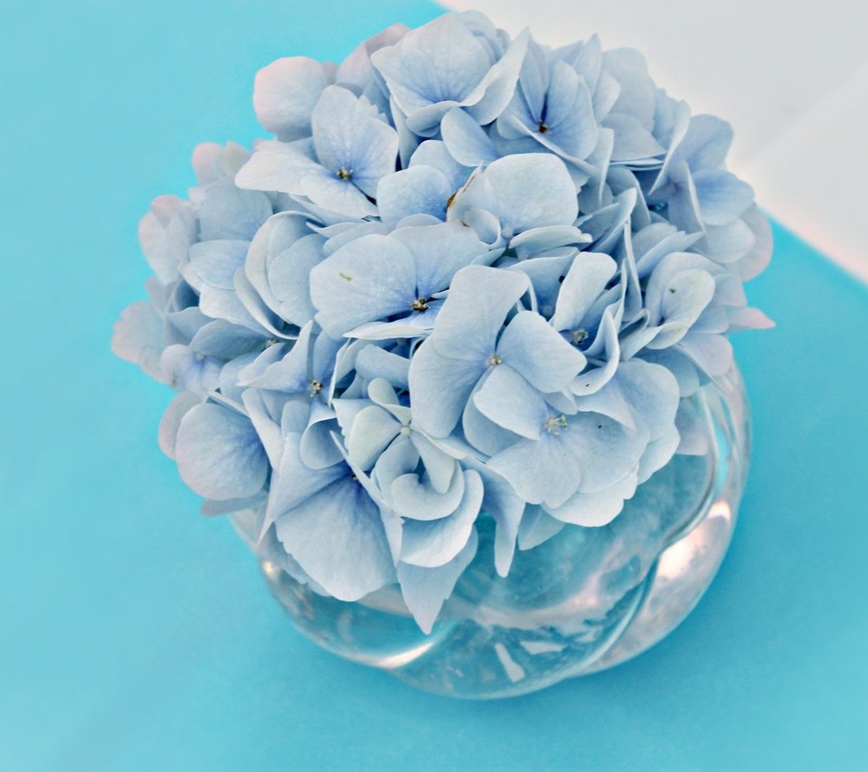 Обои цветы, букет, голубые цветы, гортензия, вазочка, flowers, bouquet, blue flowers, hydrangea, vase разрешение 4000x2666 Загрузить