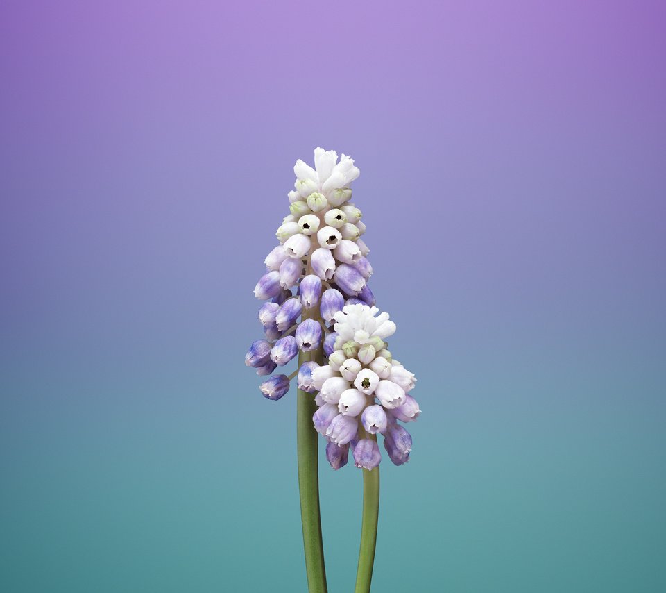 Обои цветы, макро, стебли, мускари, мышиный гиацинт, flowers, macro, stems, muscari, hyacinth mouse разрешение 2524x2524 Загрузить