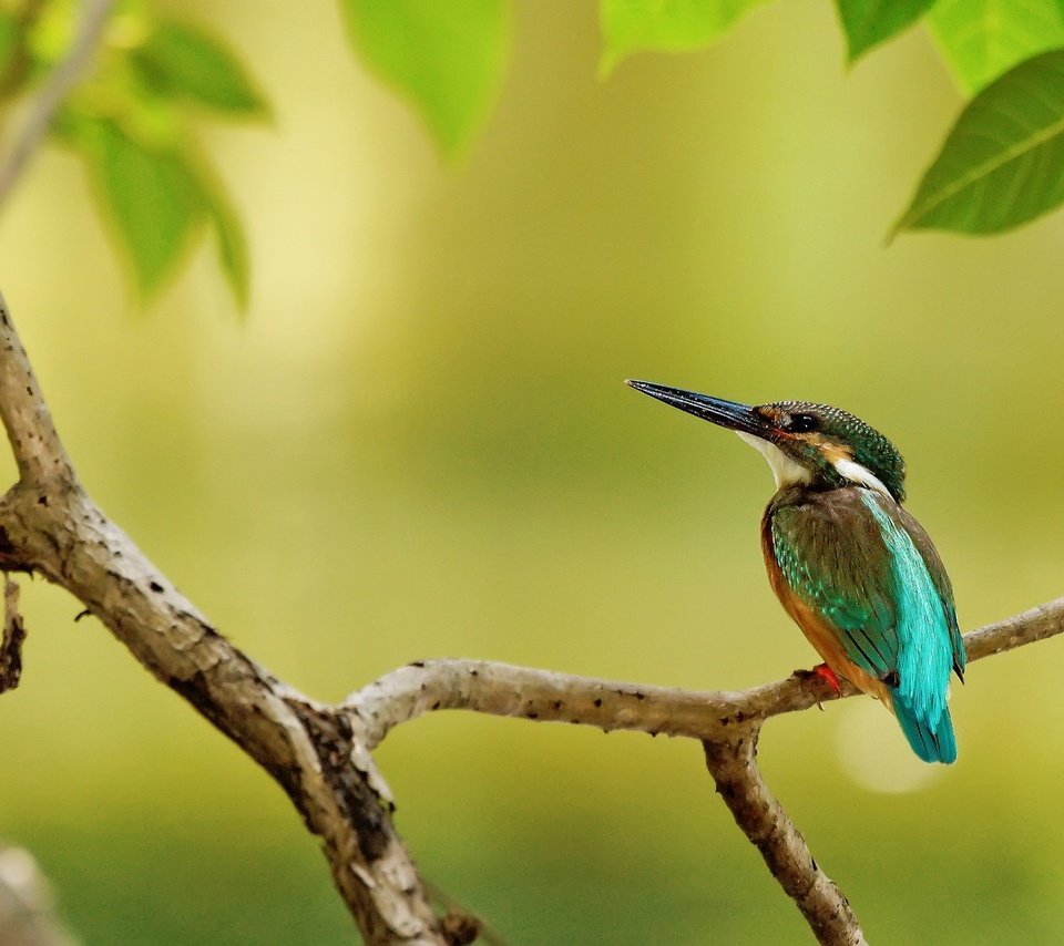 Обои ветка, дерево, листья, птица, клюв, перья, зимородок, branch, tree, leaves, bird, beak, feathers, kingfisher разрешение 2048x1365 Загрузить