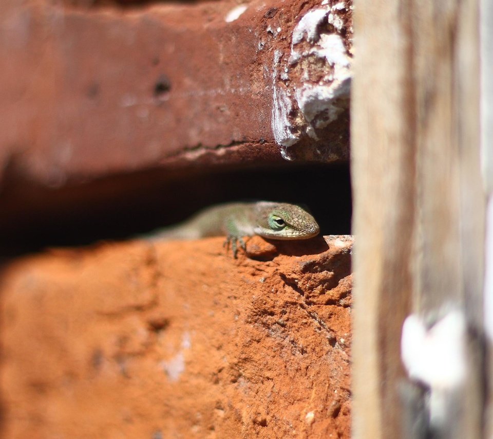 Обои стена, ящерица, кирпичи, рептилия, пресмыкающиеся, wall, lizard, bricks, reptile, reptiles разрешение 3351x1730 Загрузить