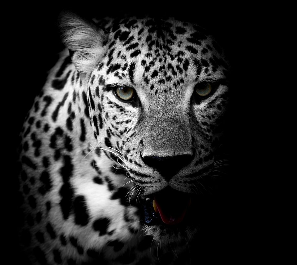 Обои морда, взгляд, чёрно-белое, леопард, хищник, дикая кошка, face, look, black and white, leopard, predator, wild cat разрешение 3840x2400 Загрузить