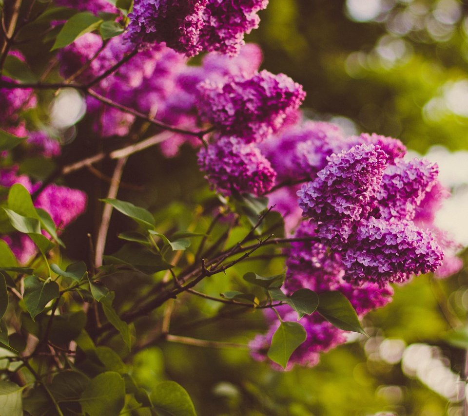 Обои цветы, цветение, ветки, весна, сирень, боке, flowers, flowering, branches, spring, lilac, bokeh разрешение 4545x3059 Загрузить