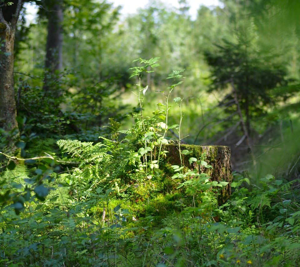 Обои трава, деревья, природа, растения, лес, пень, солнечный свет, grass, trees, nature, plants, forest, stump, sunlight разрешение 4288x2848 Загрузить