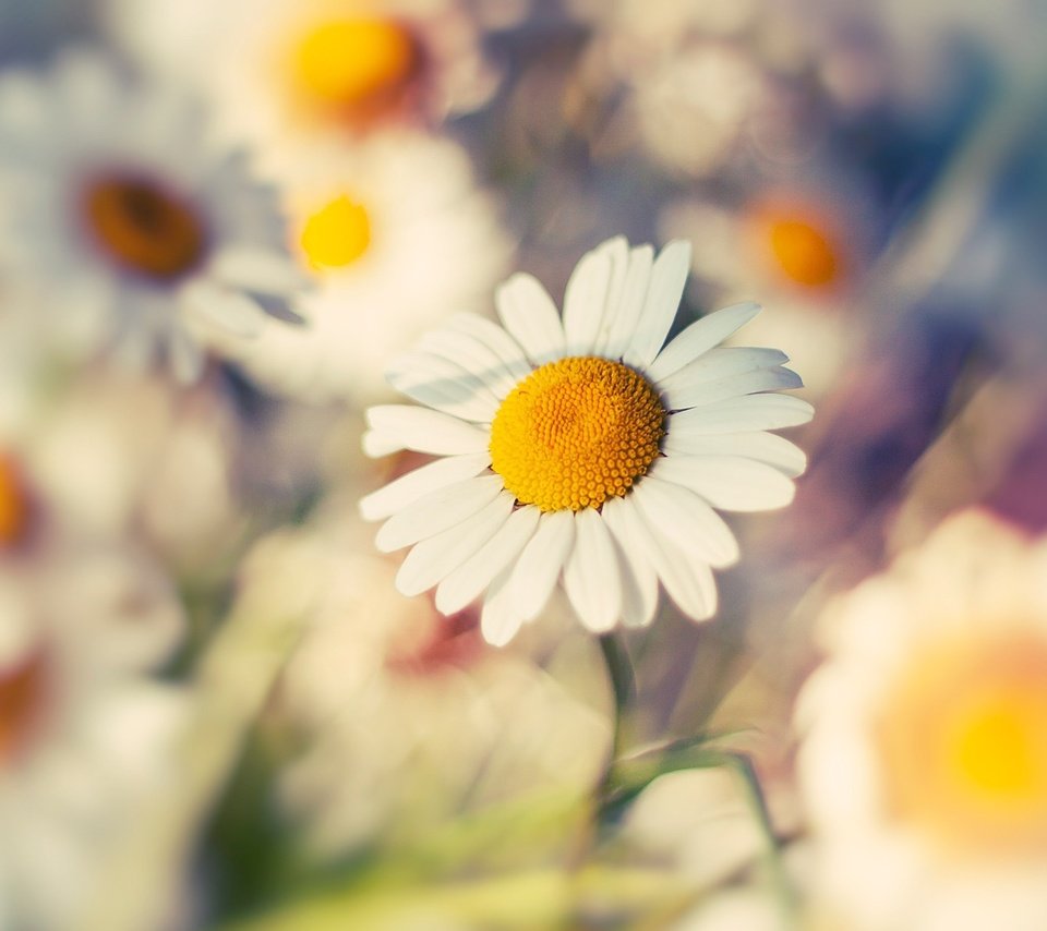 Обои цветы, макро, лепестки, размытость, ромашки, белые, flowers, macro, petals, blur, chamomile, white разрешение 1920x1200 Загрузить