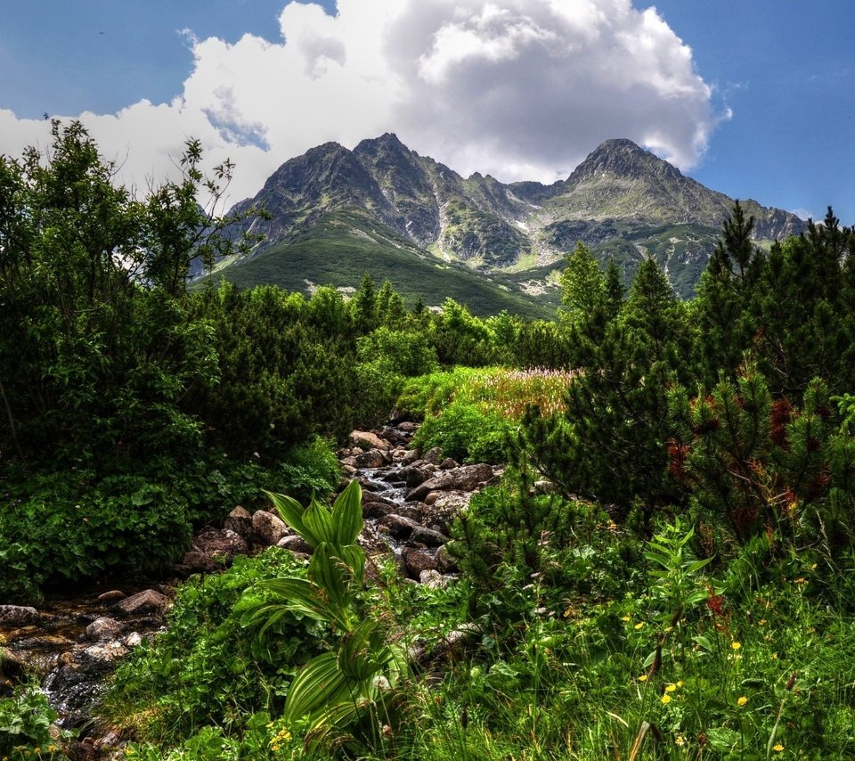 Обои небо, облака, деревья, горы, зелень, растения, the sky, clouds, trees, mountains, greens, plants разрешение 2560x1600 Загрузить