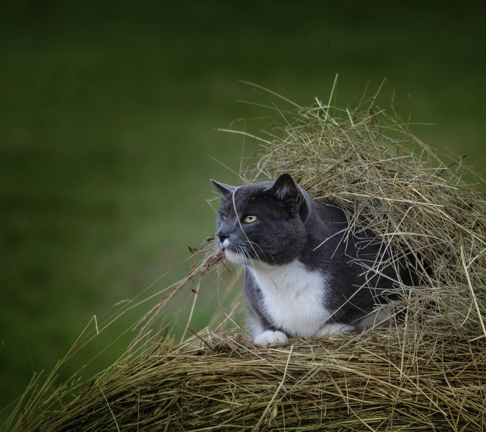 Обои кот, мордочка, усы, сено, кошка, взгляд, стог, cat, muzzle, mustache, hay, look, stack разрешение 4500x3000 Загрузить