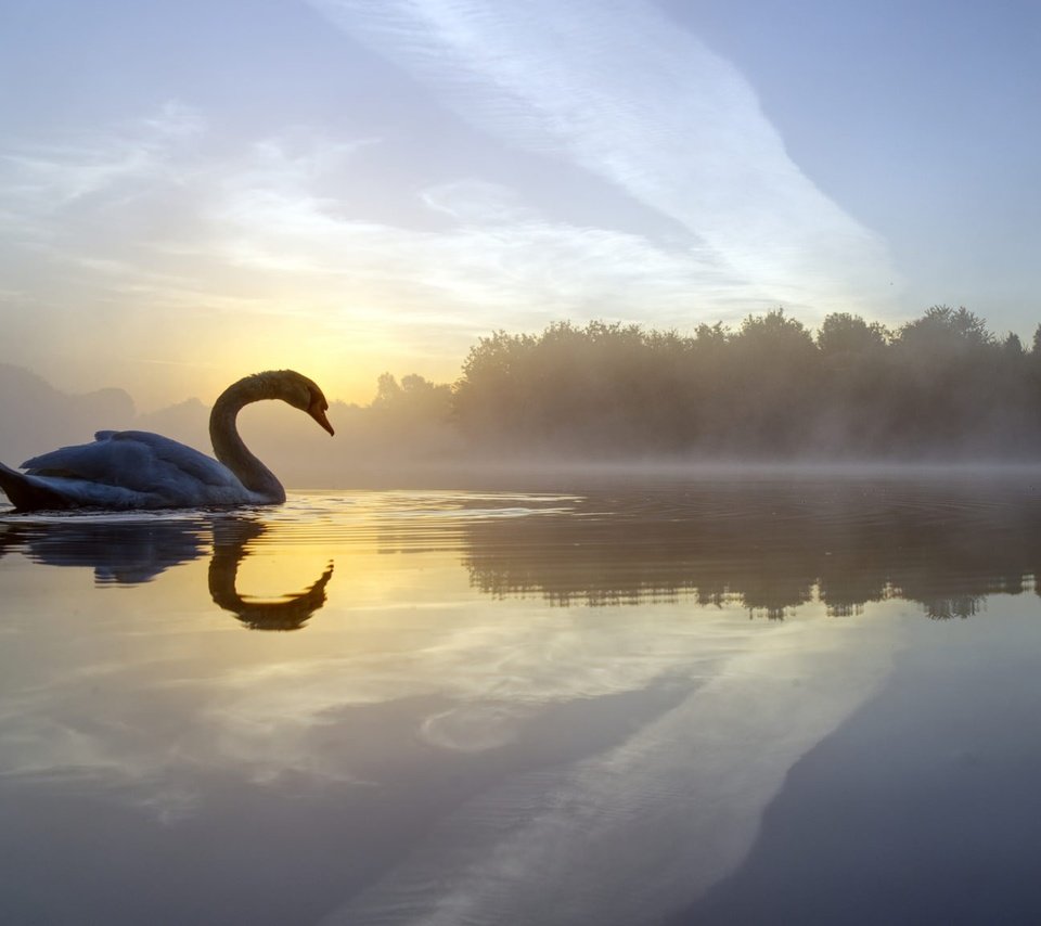 Обои озеро, отражение, утро, туман, птица, лебедь, lake, reflection, morning, fog, bird, swan разрешение 2048x1152 Загрузить